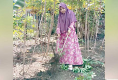 Jadikan Pekarangan Jadi Lumbung Singkong