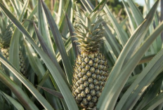 Ingin Buah Nanas yang Ditanam Besar, Ini Cara yang Dilakukan