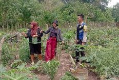 Jadikan Sumber Pangan Mandiri Sehat dan Bergizi, Manfaatkan Lahan Kosong Jadi Kebun Sayur 