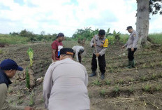 Efisiensi Penggunaan Lahan, Berikan Keuntungan Berlapis, Tumpangsari Jagung dan Nanas 