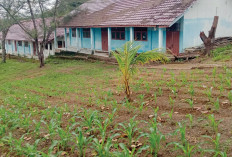 Tanamkan Kemandirian Pangan sejak Dini, Tanam Jagung di Lahan Sekolah