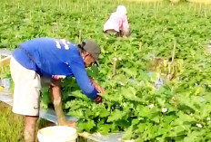 Minim Air, Sawah Disulap Jadi Kebun Terong Lalap