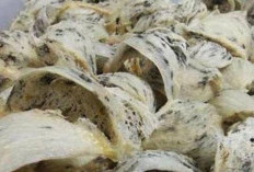 Sederet Fakta Sarang Burung Walet: Antara Keunikan Tekstur dan Khasiat Kesehatan yang Luar Biasa!
