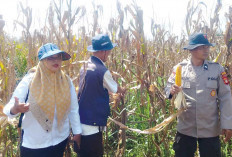 PANGAN,  Optimal,  Hasil Panen 32 ton Jagung