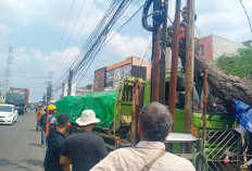 Rem Fuso Blong, Pilih Tabrak Pohon Tua, Bantir Setir saat Turun Tanjakan, Hindari Korban Jiwa