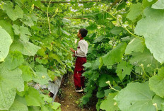 Delta Pulo Mas Siap Panen Labu Siam, Jadi Wisata Baru