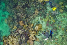 Pulau Macan: Surga Snorkeling Dekat Jakarta, Penikmat Keindahan Laut Wajib Banget Nih Dikunjungi!