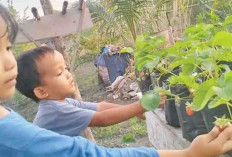 Wilda, Guru P3K di Ogan Ilir Sukses Tanam Stroberi di Pekarangan Rumah