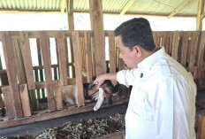 Mampu Ciptakan Lapangan Pekerjaan, Kegiatan Anak Muda Duren Ijo