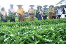 Healing Menikmati Sawah di Kampung Permata