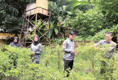 Humas Polres Prabumulih Panen Cabai & Kacang Panjang