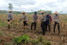 Panen Jagung Hybrid di OKI, Hasilnya Langsung Didistribusikan ke Bulog