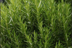 Rosemary, Si 'Embun Lautan': Penjaga Memori, Kecantikan, dan Cita Rasa Hidangan