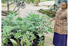 Kembangkan Sayuran, Siap Jual ke Pasar