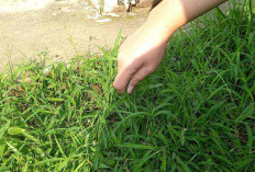 Teknik Efektif Menyiang Rumput untuk Taman dan Pertanian yang Sehat, Boleh Juga Nih Dicoba!