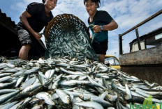 Inilah 5 Daerah Penghasil Ikan Terbesar di Sumsel, Bahan Utama Pempek dan Kuliner Lainnya