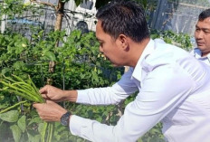 Ajak Warga Binaan Tumbuhkan Keterampilan, Lapas Panen Timun dan Kacang Panjang