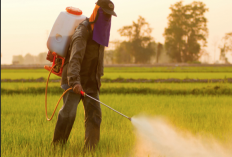 Sebelum Penggunaan Pestisida, Perhatikan Hal-Hal Ini