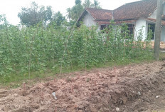 Budi Sulap Lahan Sempit Jadi Kebun Kacang Panjang