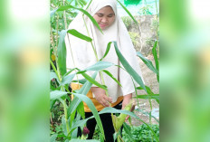 Kebahagiaan Tersendiri Saat Panen, Pekarangan Rumah Warga Prabumulih Jadi Sumber Pangan