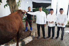 Distribusi Hewan Kurban BSI Tembus 15 Ribu Ekor pada Iduladha 1446 H