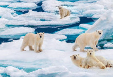 Virus Flu Burung Sudah Sampai Kutub Utara, Begini Nasib Beruang Kutub yang Terpapar