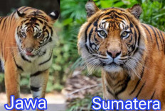 Menguak Perbedaan Harimau Jawa dan Sumatera:  Begini Habitat, Corak, dan Ancaman Kelestarian Satwa Ikonik