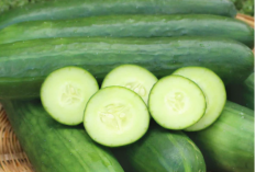 Wajib Tau Gaessss....Ini Sejuta Manfaat Timun untuk Kesehatan Badan