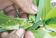 Hama Ulat Serang Tanaman Jagung