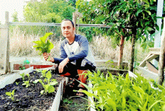 Ingin Sayur Segar,  Petik di Depan Rumah