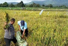 Kenaikan HPP Tidak Berdampak Signifikan pada Petani di Lubuklinggau dan Sekitarnya