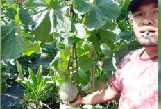 Manfaatkan Pekarangan Sempit, Warga OKU Selatan Sukses Budidaya Melon