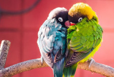 Burung Lovebird, Si Kecil yang Memiliki Warna-warna Indah dan Sifat Monogami