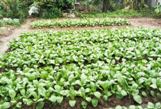 Berlebih Makan Sendiri, Jual Pakcoy Panen dari Pekarangan Rumah ke Pasar Kebun Bunga