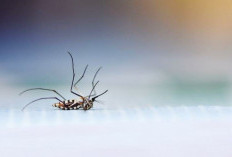 5 Rekomendasi Tanaman Pengusir Nyamuk Secara Alami, Hewan Pembuat Gatal Dijamin Kabur!