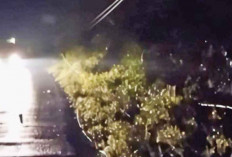 Pohon Tumbang Bikin Listrik Padam Lebih 5 Jam