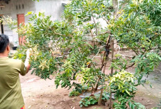 Pasutri ASN Prabumulih Tanam Sayuran-Buah, Wujudkan Ketahanan Pangan Keluarga