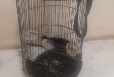 Remaja Tertangkap Basah Curi Burung Kutilang, Warga Hadiahi Bogem Sebelum Diserahkan ke Polisi