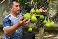 Manfaatkan Lahan Kosong, Nikmati Hasilnya