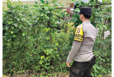 Tekan Pengeluaran Belanja Harian, Ubah Pekarangan Jadi Lumbung Pangan