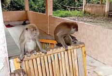 Area Makam Dijaga Ratusan Kawanan Monyet 