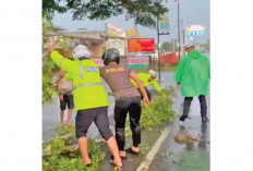 Cuaca Ekstrem Bikin Pohon Tumbang