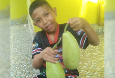 Panen Labu Air di Pekarangan, Warga Kayuagung Berbagi dengan Tetangga