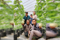 Budidaya Melon Pakai Bibit Asal Belanda, Sizi Farm Manfaatkan Lahan Kosong di Kayuare Kuning Banyuasin