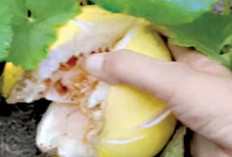 Tak Ada Perawatan Khusus, Timun Suri Tumbuh Subur