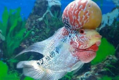 Rahasia Sukses Kontes Ikan Louhan: Begini Lakukan Persiapan dan Strategi Terbaik!