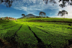 Rekomendasi Wisata Alam Lokal Sumsel yang Wajib Masuk Daftar Liburan