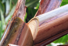 Sering Dibuang, Ternyata Ini Manfaat dari Gedebog Pisang