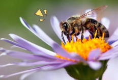 Dampak Polutan Buat Lebah Kesulitan, Kacaukan Ekosistem Alam, Ada Apa? 