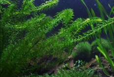 Jenis Tanaman Akuarium yang Cocok untuk Pemula, Indah Dipandang, Mudah Dirawat, dan Membuat Ikan Lebih Nyaman